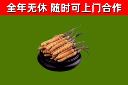 含山烟酒回收冬虫夏草.jpg