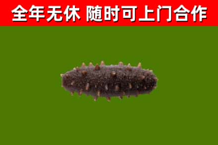 含山烟酒回收干海参.jpg